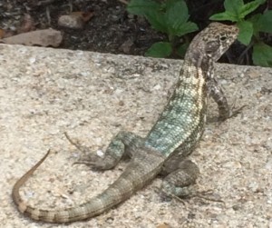 Cayman_Lizard